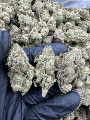 BLUE CANDY ZOURS-