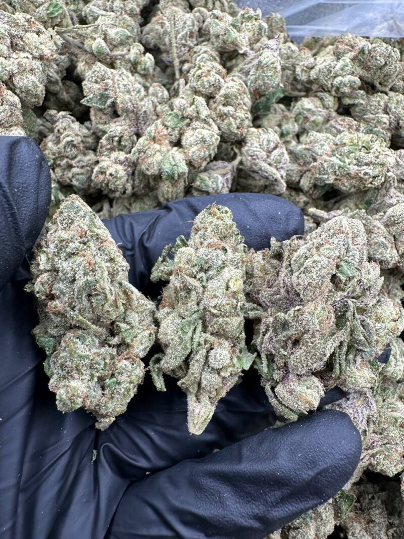 BLUE CANDY ZOURS-