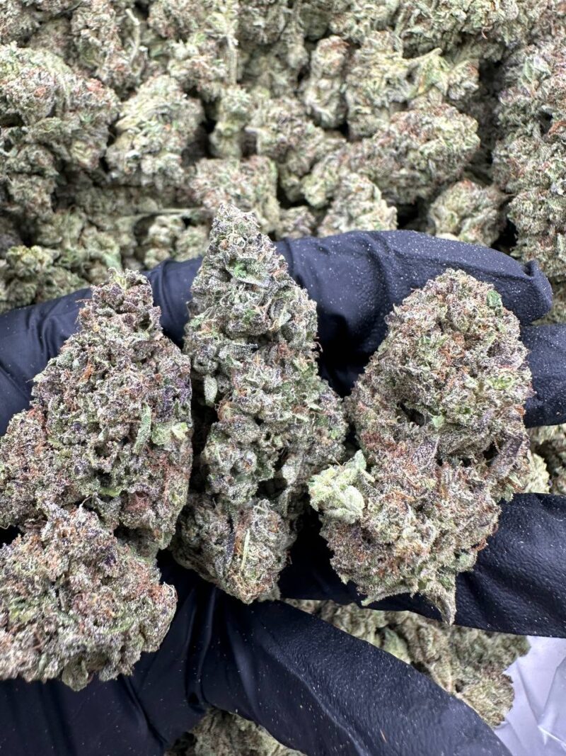 CANDY CREME-CANDY-CREME.jpg