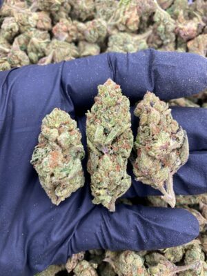 CANDY GAS-CANDY-GAS.jpg