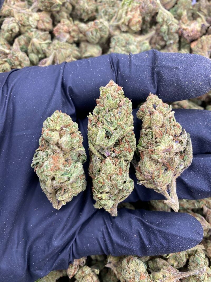 CANDY GAS-CANDY-GAS.jpg