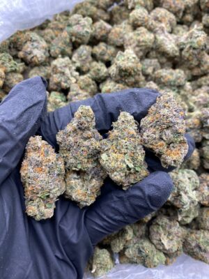 GELATO 41-GELATO-41-2.jpg