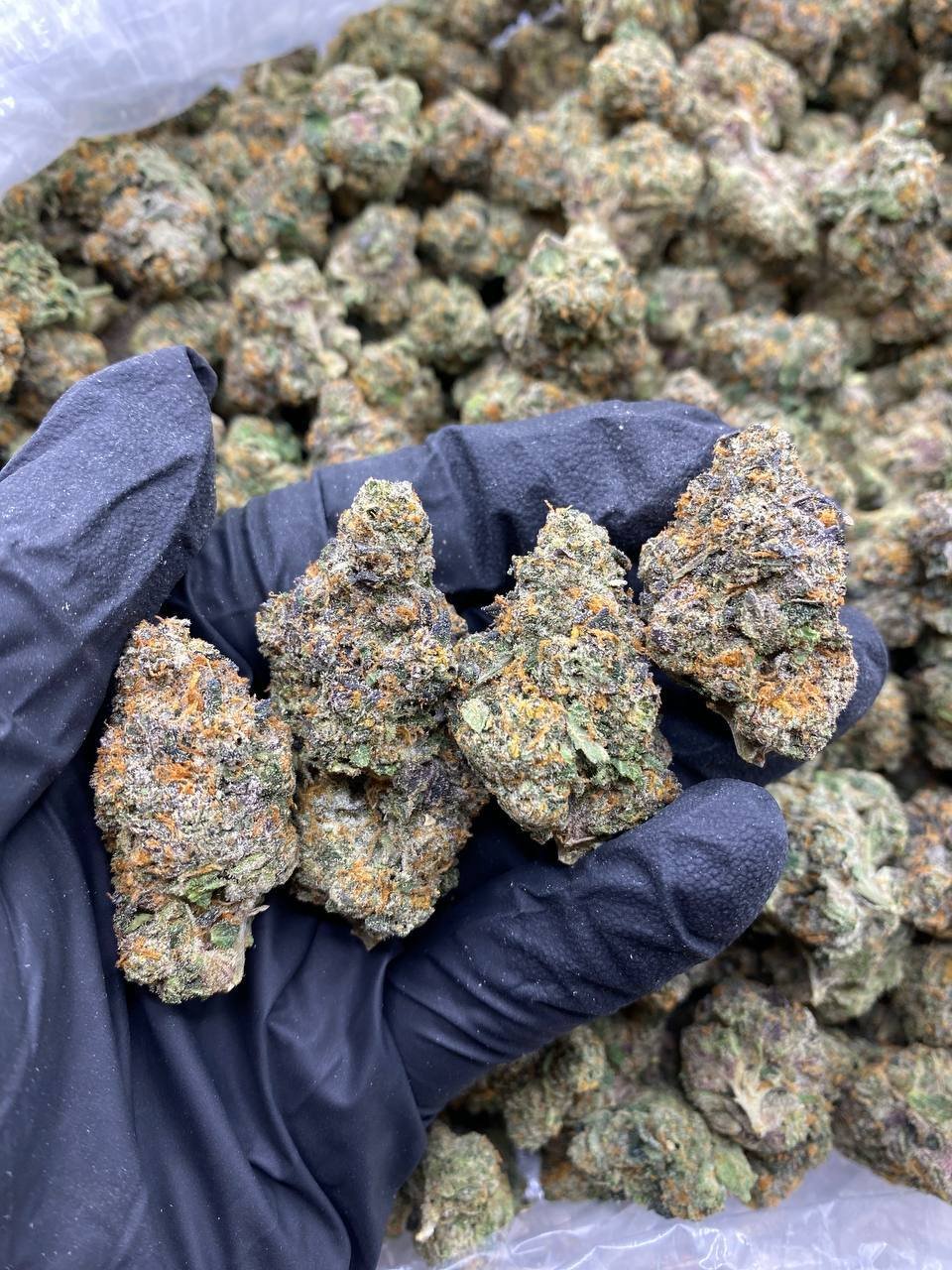GELATO 41-GELATO-41-2.jpg