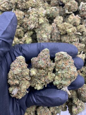 GELATO 47-GELATO-47.jpg