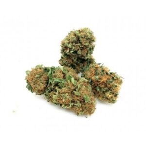 Gelato 41