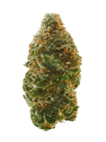Jungle Mints