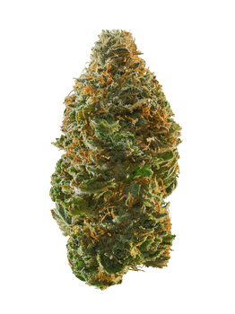 Nova OG
