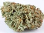 Master Kush
