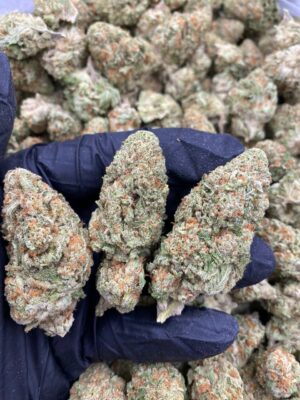 PAPAYA PUNCH-PAPAYA-PUNCH.jpg