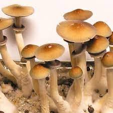 PES HAWAIIAN MAGIC MUSHROOM