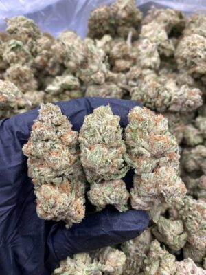 PURPLE ZKITTLEZ-PURPLE-ZKITTLEZ.jpg