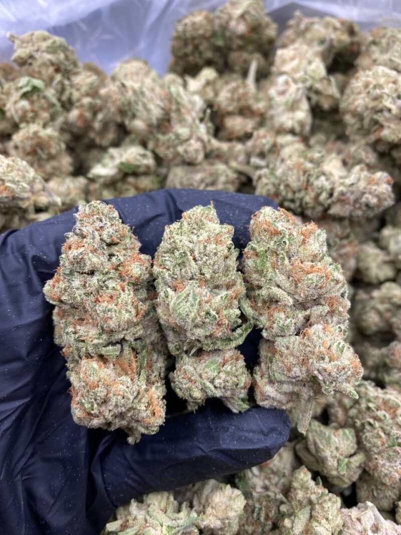 PURPLE ZKITTLEZ-PURPLE-ZKITTLEZ.jpg