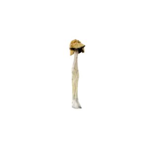 Psilocybe Cubensis B+-Psilocybe-Cubensis-B.jpg