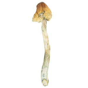 Psilocybe Mexicana-Psilocybe-Mexicana.jpg