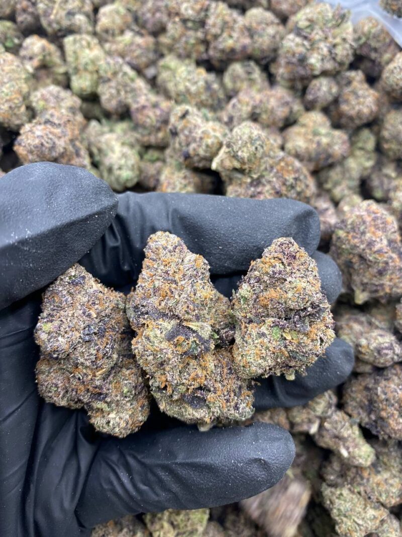RAINBOW ZLUSHIES-RAINBOW-ZLUSHIES.jpg