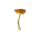 Stropharia Cubensis-Stropharia-Cubensis.jpg
