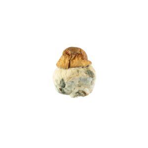 Texas Yellow Cap-Texas-Yellow-Cap.jpg