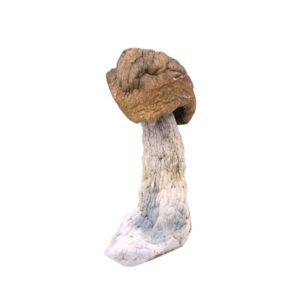 Tidal Wave Cubensis-Tidal-Wave-Cubensis.jpg
