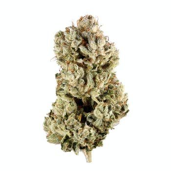 Gorilla Glue 4