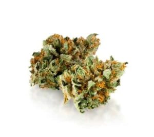 Mimosa #14