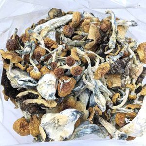 Jedi Mind Fuck Magic Mushrooms (Premium)-proxy-image-1.jpeg