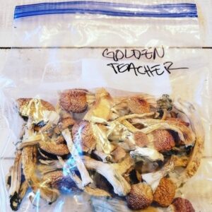 Golden Teacher Psilocybe Cubensis (Magic Mushrooms)